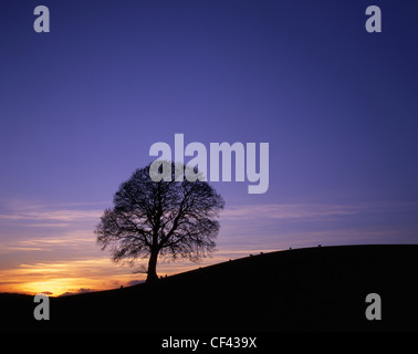 Schafbeweidung von einem einsamen Baum Silhouette durch einen Winter Sonnenuntergang. Stockfoto
