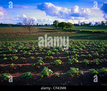 Blick über ein fruchtbares Feld Ernten in ländlichen Cheshire. Stockfoto