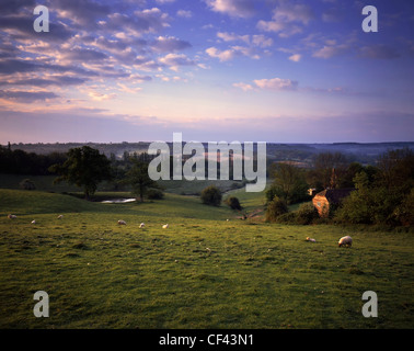 Schafbeweidung in einem Feld in der Grafschaft Kent. Stockfoto