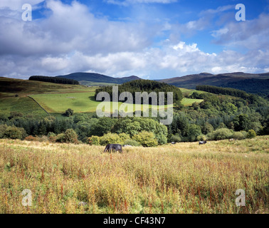 Vieh auf die sanften Hügel und Felder von Südwesten Schottlands. Stockfoto