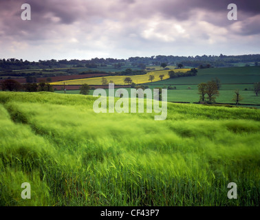 Blick über ein Feld von schwankenden Gerste in Sussex Downs. Stockfoto