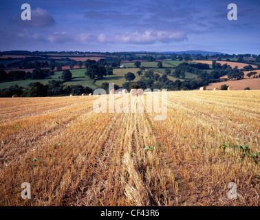 Blick über ein Feld geerntete Heu in Shropshire auf sanften Hügeln. Stockfoto