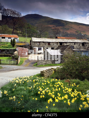 Narzissen blühen an der Seite von einem kleinen Feldweg und alte landwirtschaftliche Gebäude in einem abgelegenen Tal in Nord-Wales. Stockfoto