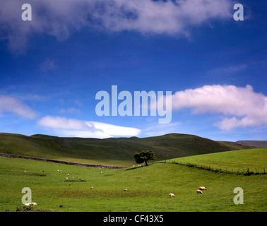 Ein einzelner Baum in einem ländlichen Hügellandschaft rund um Kirby Lonsdale. Die Hügel markieren die Grenzen des Lake District und die Yor Stockfoto