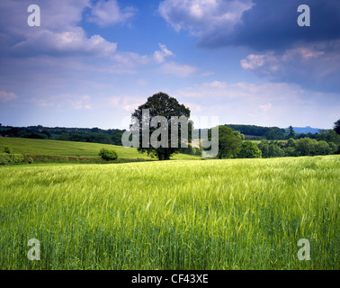 Blick über ein fruchtbares Feld Weizen früh in der Saison in Richtung bewaldeten Hügel im ländlichen Herefordshire. Stockfoto