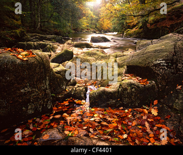 Suche entlang eines Baumes ausgekleidet Strecke von Fluß Esk wie Herbstfärbung ihren Höhepunkt erreichen. Stockfoto