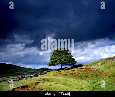 Eine isolierte Baum auf einem Hügel im Tal Goyt vor einem dunklen, stürmischen Himmel im Peak District. Stockfoto