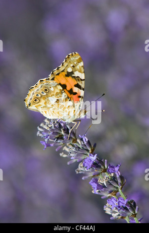 Distelfalter Schmetterling ruht auf Lavendel, Provence, Frankreich Stockfoto