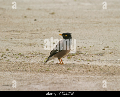 Gemeinsame Myna oder indischen Myna (Acridotheres Tristis) auch manchmal buchstabiert Mynah an einem Strand in Mauritius Stockfoto