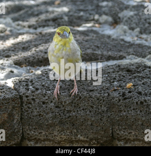 Weiblich-Dorf-Weber (Ploceus Cucullatus) in Mauritius Stockfoto