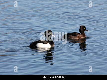 Paar Tufted Ducks Stockfoto