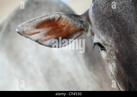 Rinder in der Nähe von Andhra Pradesh in Indien Stockfoto