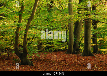 Ein Blick auf Burnham Beeches Wald im Herbst. Oktober 2011 Stockfoto