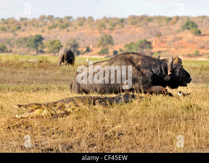 Ein Krokodil versteckt sich in der Wiese in der Nähe von einem Büffel am Ufer des Chobe Flusses. Stockfoto