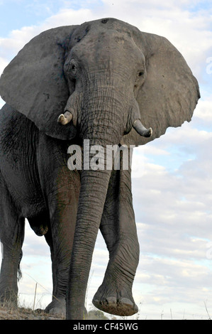 Erwachsene männliche Elefanten. Savuti Maun, Moremi, Xakanaxa Stockfoto