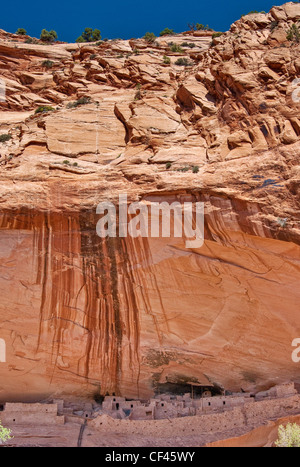 Wüste Lack auf Skelett Mesa Klippe über Keet Seel Ruinen im Navajo National Monument, Shonto Plateau, Arizona, USA Stockfoto