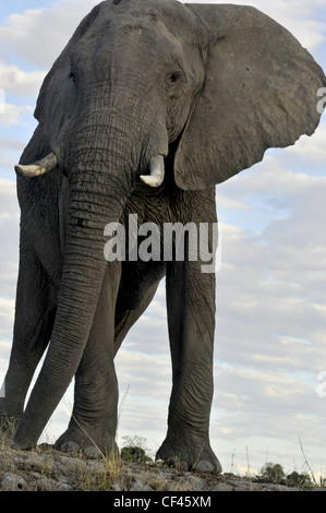 Erwachsenen afrikanischen Elefanten. Savuti Maun, Moremi, Xakanaxa Stockfoto