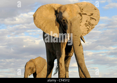 Erwachsenen männlichen afrikanischen Elefanten. Savuti Maun, Moremi, Xakanaxa Stockfoto