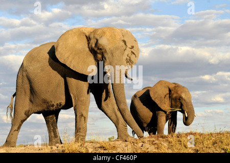 Erwachsene männliche Elefanten. Savuti Maun, Moremi, Xakanaxa Stockfoto