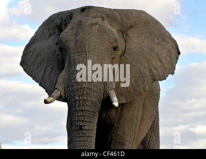 Männlicher afrikanischer Elefant, Maun, Moremi, Savuti, Xakanaxa Stockfoto