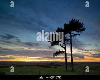 Vereinzelte Bäume in Silhouette auf der North Yorkshire Moors. Stockfoto