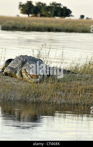 Krokodil am Ufer eines Flusses. Savuti Maun, Moremi, Xakanaxa Stockfoto