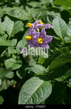 Potato blüht, Solanum Tuberosum, Solanaceae. Ursprünglich aus den Anden Südamerikas. Stockfoto