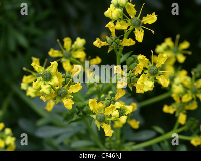 Gemeinsame oder Garten Rue, Ruta Graveolens, Rutaceae. Auch bekannt als Kraut der Gnade, Herbygrass, Meadow Rue, Ruda, Rue Weinkraut. Stockfoto