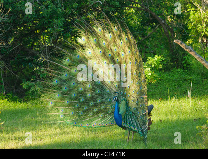 Pfauen männlicher Pfau tanzen im Yala Nationalpark in Sri Lanka Stockfoto