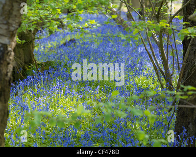 Wilden englischen Bluebells wächst in einem Wald. Stockfoto