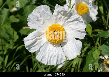 Kalifornische Baum Mohn, Matilija oder Coulter Matilija Mohnblume, Romneya Coulteri, Papaveraceae. Sy Romneya Trichocalyx. Stockfoto