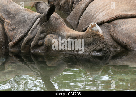 Indische Nashorn im Zoo von Cincinnati pool Stockfoto