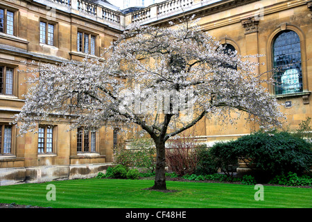 Frühling Kirschbaum Hof des Clare College, Universität von Cambridge, Cambridgeshire, England, UK, Stockfoto