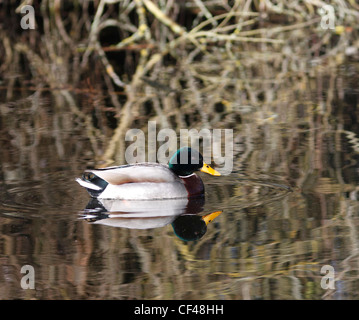 Stockente auf See Stockfoto