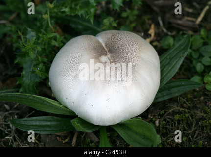 Gelbe Stainer Pilz, Agaricus Xanthodermus, Agaricaceae. Stockfoto