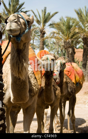 Drei Kamele warten Fahrer in Marrakesch Marokko. Stockfoto