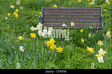 Dorf-Bank umgeben von Narzissen im Frühjahr. Stockfoto