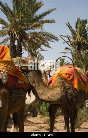 Kamele warten Fahrer in Marrakesch Marokko. Stockfoto