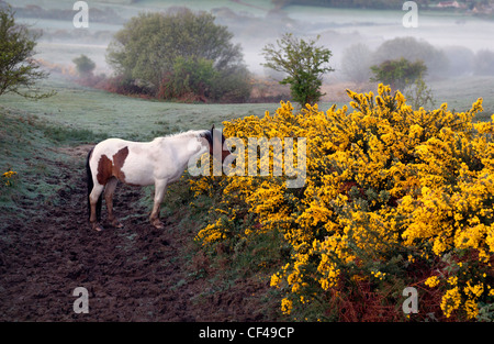 Ein wildes Pony Weiden an einem nebligen Frühlingsmorgen auf Corfe Castle üblich. Stockfoto