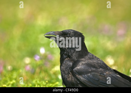 AAS-Krähe Corvus Corone unter Blumen UK Stockfoto