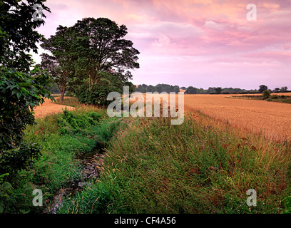 Spätsommer-Abend Blick über ein Weizenfeld in der englischen Landschaft. Stockfoto