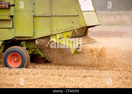 Ein Mähdrescher wirft Spreu nach der Ernte das Weizenkorn. Stockfoto