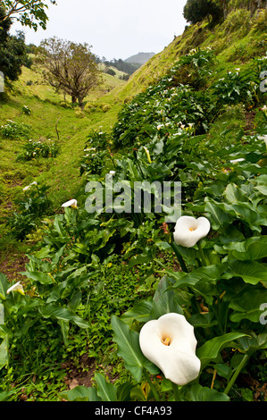 Arum Lilien und hohe Knoll Fort in ferne Insel St. Helena im Südatlantik Stockfoto