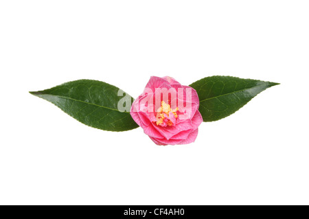 Kamelie, Williamsii Spende und zwei glänzenden immergrünen Blättern isoliert auf weiss Stockfoto