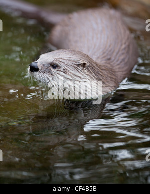 Europäische Otter (Lutra Lutra), auch bekannt als eurasische Fischotter, eurasische Fischotter, gemeinsame Otter und alten Welt otter Stockfoto