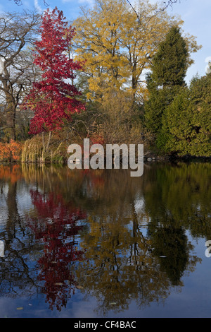 Farbige Bäume im Herbst. Christiana Bezirk in Kopenhagen, Dänemark, Skandinavien, Nordeuropa, Ostsee, EU Stockfoto