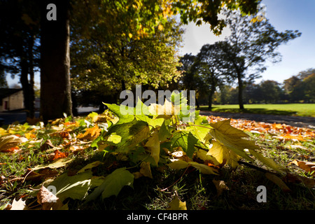 Herbstlaub im Lister Park, Bradford, West Yorkshire Stockfoto