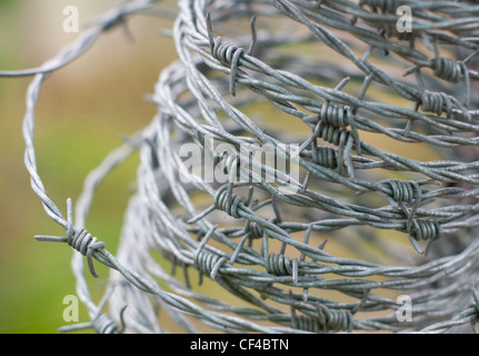 Rollen Sie aus Stacheldraht für Schutzzaun Stockfoto