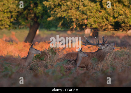 Rothirsch (Cervus Elaphus) Hirsch mit Hinds während der Brunft im Morgengrauen in RIchmond park Stockfoto