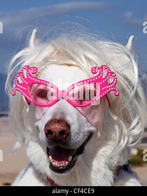 Weiße Schäferhund trägt Perücke und Sonnenbrille mit Strand im Hintergrund Stockfoto